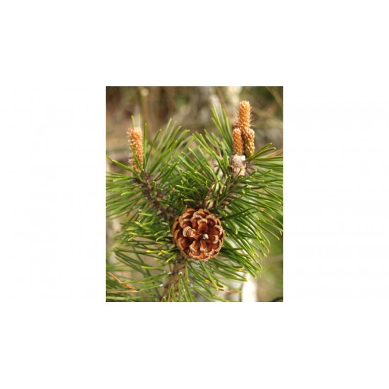 Biomed Rozmaring Forte krém 70g